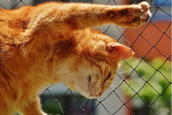 Telas para gatos em casa