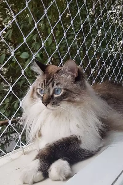 Preço da tela para gato